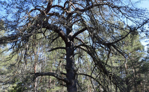 2_Lūšnios pušis (7)_r1.jpg